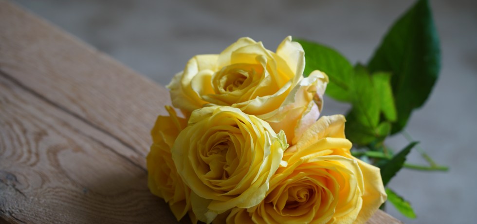A picture of four yellow roses with green stems sitting on a wooden bench